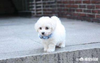 哥顿雪达犬幼犬:饲养比熊幼犬，有哪些基础要做好？