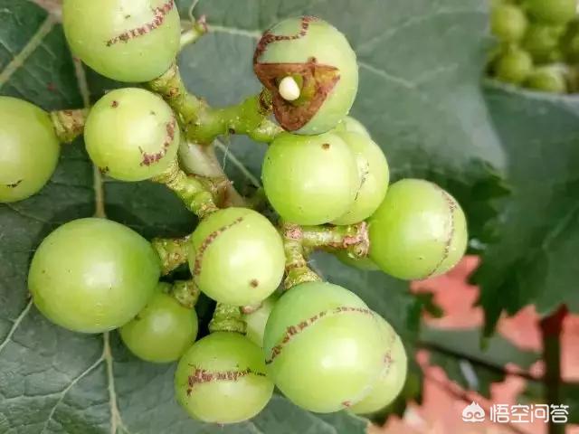 葡萄树的害虫有哪些:番茄上、葡萄叶子上的小黑虫是什么？有危害吗？