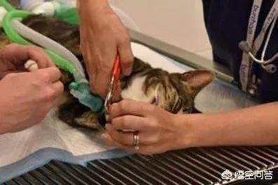 小狗断尾后死亡率，养猪的为什么把猪尾巴剪下去