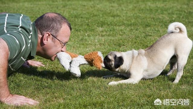 八哥训练什么奖励最好:训练巴哥犬不能犯哪些错误？ 八哥什么时候训练最好