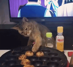 养猫好吗:养猫那么费钱，为什么还有那么多人养猫？