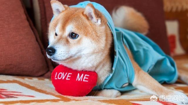 柴犬优缺点:“戏精”柴犬的活动量如何，值得饲养吗？ 柴犬优缺点及适合人群