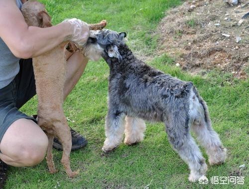 雪纳瑞犬北京宠物论坛:雪纳瑞不吃狗粮怎么回事？
