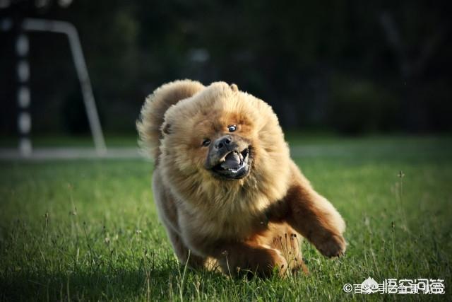 松师犬:松狮犬饲养新手养吗？为什么？