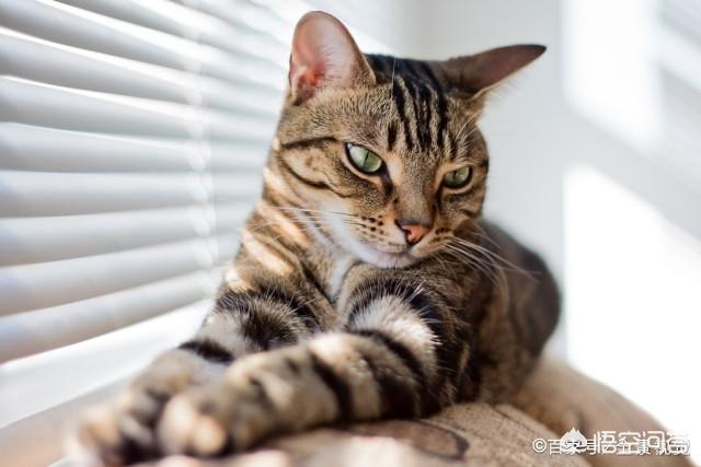 狸花猫宠物知识大全:名猫那么多，为什么有的人选择了狸花猫？ 狸花猫花色大全