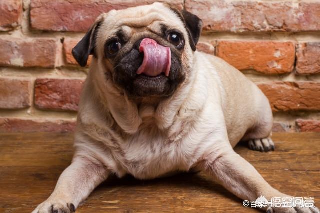 比格犬智商:请问大家，100平的房子养什么大型狗狗合适？