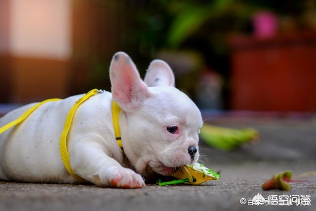 斗牛犬躲冰箱避暑:狗狗中暑时，如何正确降温？ 斗牛犬躲冰箱避暑图