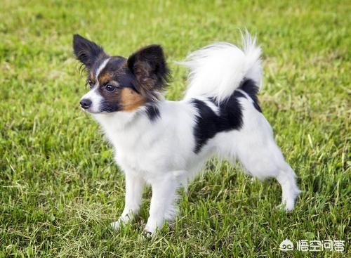 蝴蝶犬图片:蝴蝶犬图片幼犬多少钱 为什么养蝴蝶犬的人少了？