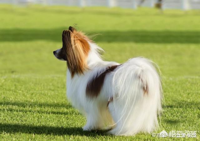 混种蝴蝶犬好养吗:为什么养蝴蝶犬的人少了？