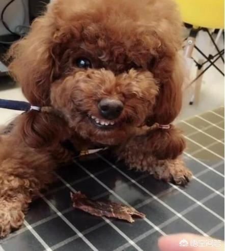贵宾犬的图片欣赏:贵宾犬养得好不好，如何辨别可以一目了然？