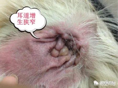 长毛腊肠犬耳朵臭:请问狗狗的耳朵里特别臭怎么办？