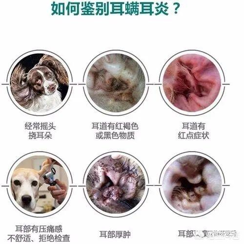 长毛腊肠犬耳朵臭:请问狗狗的耳朵里特别臭怎么办？