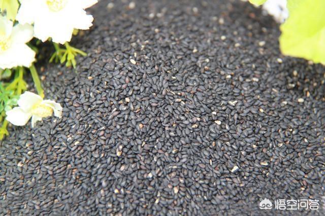 毛孔芝麻:治疗白头发，是黑豆效果好，还是黑芝麻效果更好？