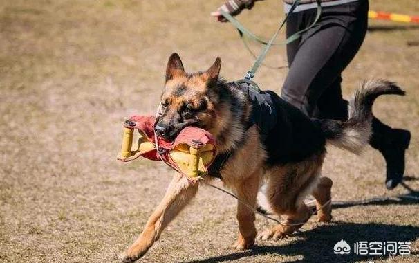 德国牧羊犬视频:为什么说德国牧羊犬最适合家养？