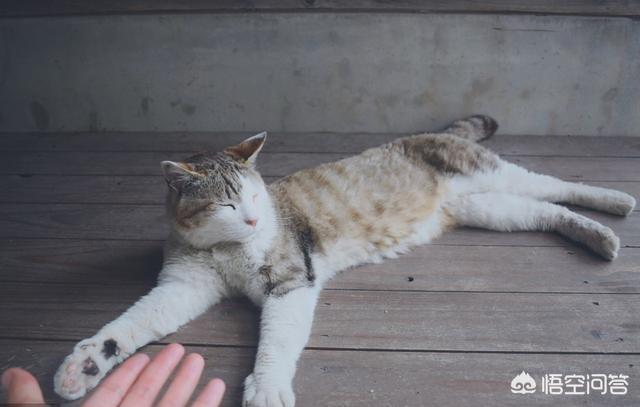 哪些猫咪特别记仇？