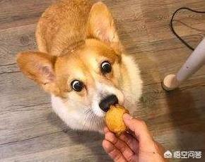 犬猫弓形虫病的症状:犬猫弓形虫病的处置方法 猫狗的弓形虫通过什么方式传染给人的，有哪些症状，后果严重吗？