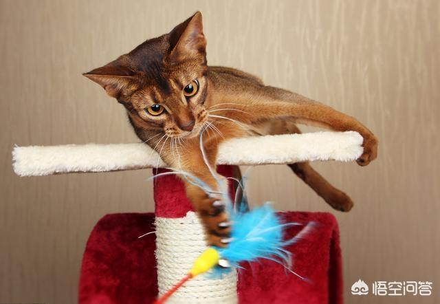 怎么看自己猫咪的品种:如何挑选到一只心仪的宠物猫？