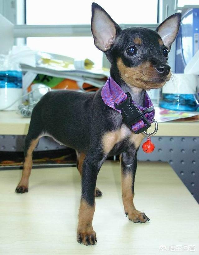 对幼儿友善的狗:对孩子不友善的小型犬有哪些？