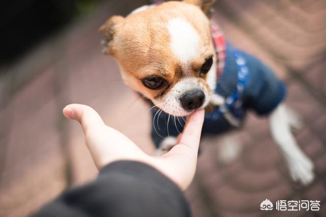 凶猛的小型犬有哪些:哪些小型犬是非常喜欢吠叫的呢？
