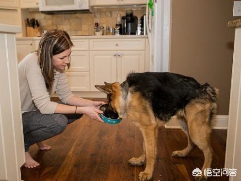 怎么样训练狗不乱撒尿:为什么狗狗喜欢在家乱尿？如何去除家里狗尿骚味？