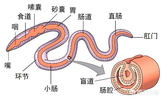 蜥蜴断尾再生图片:你觉得美国总统特朗普是“蜥蜴人”吗？ 蜥蜴断尾还能再生吗