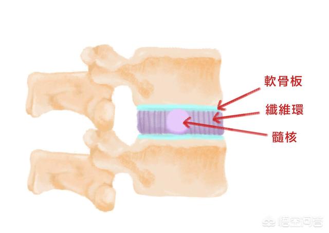 蜥蜴断尾再生图片:你觉得美国总统特朗普是“蜥蜴人”吗？ 蜥蜴断尾还能再生吗