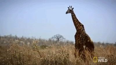 长颈鹿将来会灭绝吗，食草动物之一的长颈鹿有没有天敌