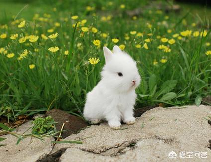 兔子更喜欢吃什么小鸡宝宝:都有哪些动物爱吃红薯苗？
