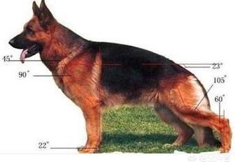 猫论坛德国牧羊犬视频:如何判断德国牧羊犬是否是纯种？