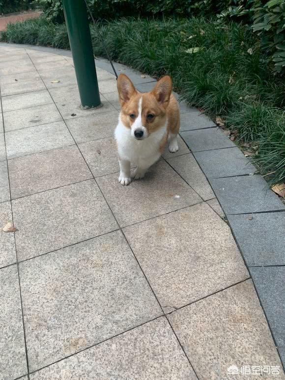 柯基vs科来特猫:各位，怎么才能让自己的妈妈同意养一只柯基？