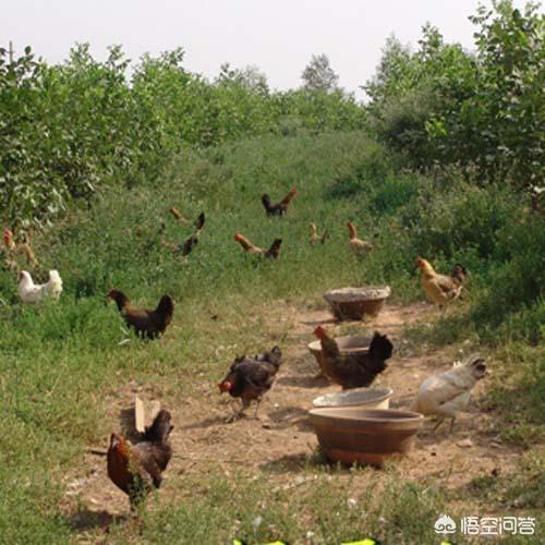 安第斯山猫可以养殖吗:现在农村散养的土鸡很受欢迎也好卖，为什么养的人不多？