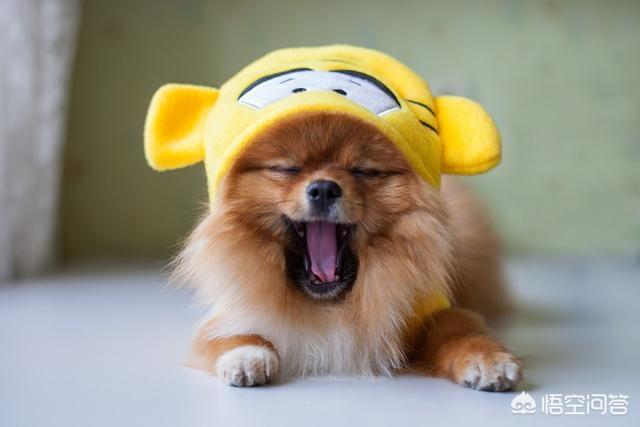 河南爆红小博美闹闹:为什么不喜欢博美犬的人，越来越多？