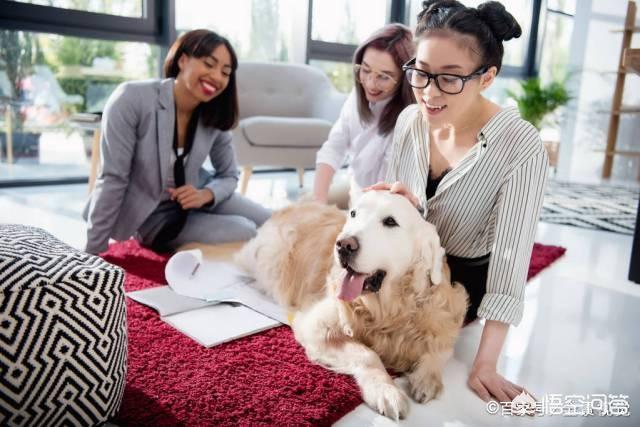 女人爱狗狗pp截图:为什么有些女人看见毛绒玩具会变得特别可爱？