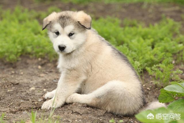 东台市阿拉斯加克利凯犬视频选犬:最近想要养狗，阿拉斯加和哈士奇养哪个？