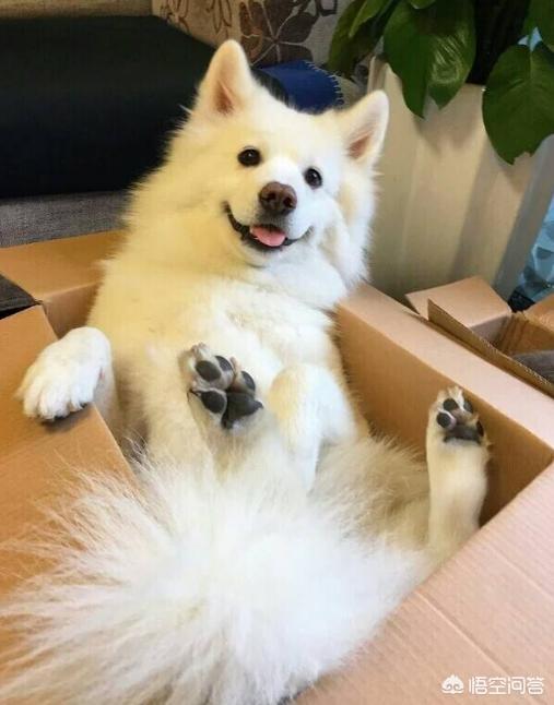 西摩犬聪明不聪明:怎么样的萨摩耶算“笨”？