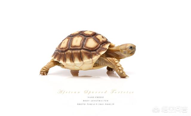 家里有个40*40*35的小鱼缸,养什么小型热带鱼比较好？要求皮实耐活？