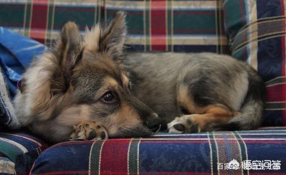 哥顿雪达犬小时候图片:为什么巴哥犬那么少人养？你知道其中的原因吗？