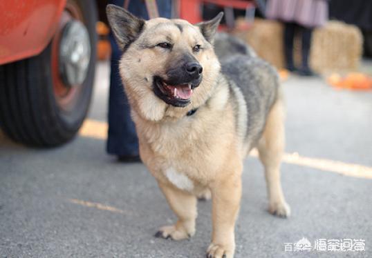 哥顿雪达犬小时候图片:为什么巴哥犬那么少人养？你知道其中的原因吗？