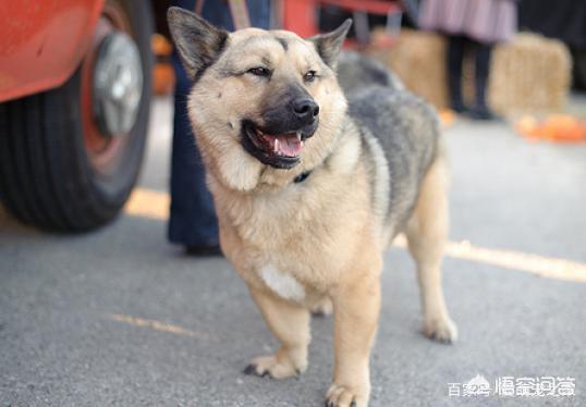 年幼杜宾犬图片:六个月的杜宾犬不听话怎么办？