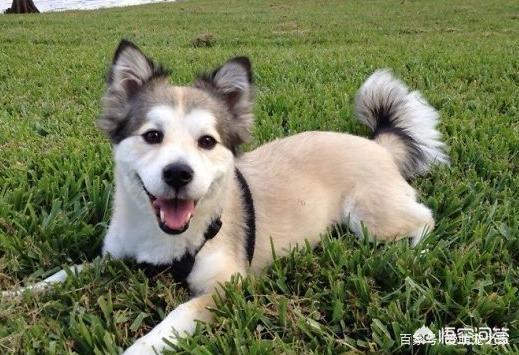 哥顿雪达犬小时候图片:为什么巴哥犬那么少人养？你知道其中的原因吗？
