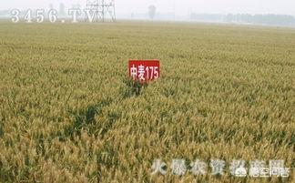 何中虎:济麦22和175哪个更高产？