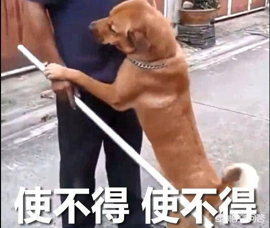 宠物狗知识视频教程:新手如何训练阿拉斯加、金毛、泰迪等宠物狗狗大小便？