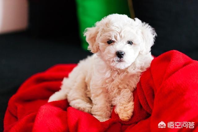 成年比熊犬好养吗:比熊犬有什么缺点，为什么有人说养得人更少了？