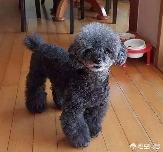 一个月贵宾犬图片欣赏:养一只巨贵犬是什么体验？