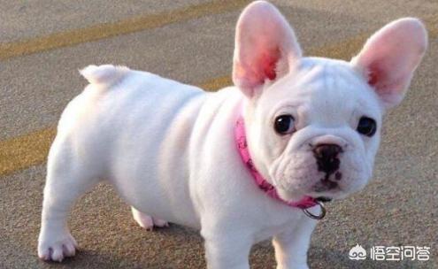 法牛犬:怎么惩罚法斗犬是不对的？