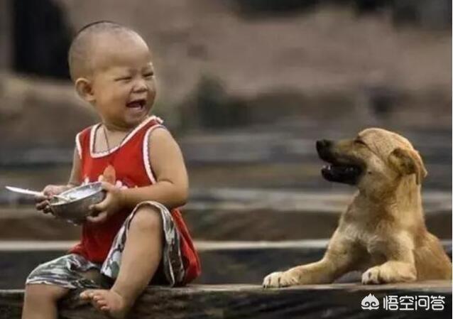英国女王的狗狗:如果你家门口出现这几种狗狗，白送你一只，你会选择哪种？