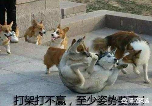 乐山犍为哈士奇吧:在哪里可以买到比较纯种的哈士奇？