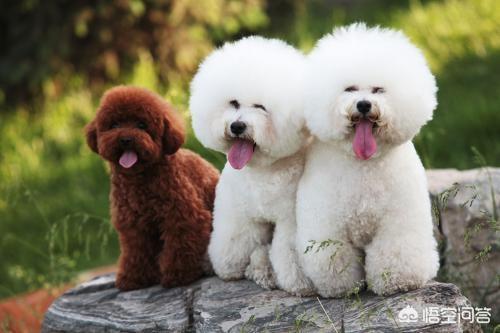 博洛尼亚犬的由来:哪些品种的狗长得很像，很容易被认错？