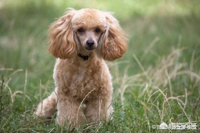 贵宾犬论坛:贵宾犬一生中会有什么心愿？