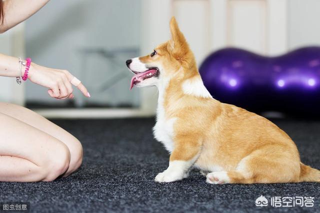 海涛柯基:什么情况下喊柯基犬的名字，它会不理人呢？